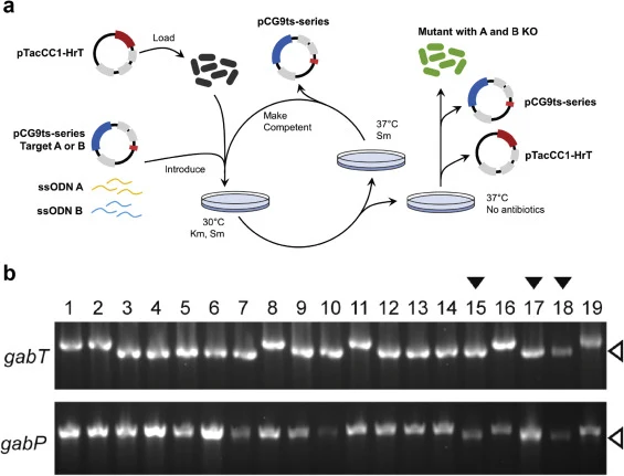Knockout analysis for co-selected, paired recombineering (CoPaR) of gabT and gabP in C. glutamicum. (a) Schematic overview of CoPaR for iterative double knockout. Two ssODNs, each targeting a different locus, are introduced together with a pCG9ts-series vector targeting one of the two loci. All othe