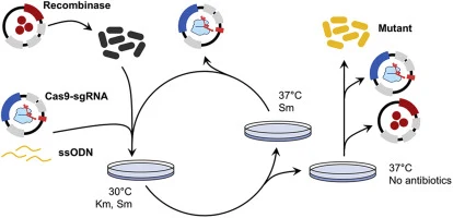 CRISPR/Cas9-coupled recombineering for metabolic engineering