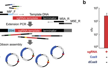 CRISPR/Cas9偶联重组工程