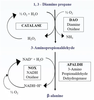 Two-enzyme cascade for β-alanine synthesis starting from 1,3-diaminopropane in a cell-free enzymatic biotransformation via 3-aminopropionaldehyde (3-APAL). The conversion is catalyzed by two primary enzymes, diamine oxidase (DAO) and APALDH, and two auxiliary enzymes, NOX and catalase.
