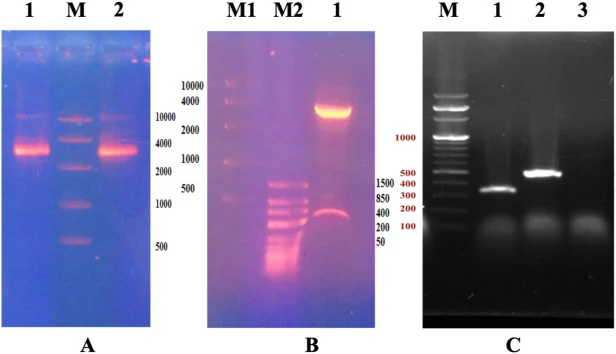 A. Plasmid DNA by agarose gel electrophoresis. Lane M is the marker of the high range DNA ladder. Lane 1 & 2: plasmid DNA from colony # 8 and 10, respectively. B. Double digestion of plasmid DNA by restriction enzymes on 0.8% agarose gel. Lane M1: high molecular size range DNA ladder, Lane M2: low m