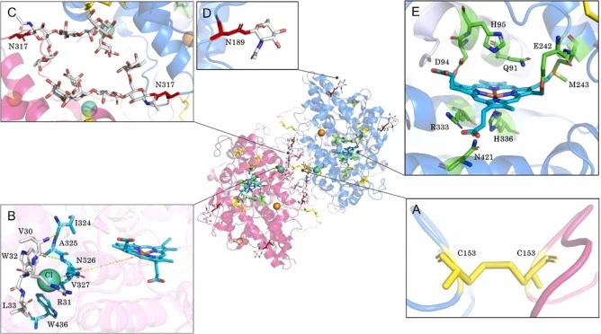 使用PyMOL(版本1.7.4.5)基于1CXP模型生成的hMPO详细结构。该酶包含一个异源二聚体的二聚体,分别以蓝色和粉色表示。橙色球体代表Ca²⁺离子,蓝色球体代表Cl⁻离子。A:连接两个大亚基的链间二硫键。