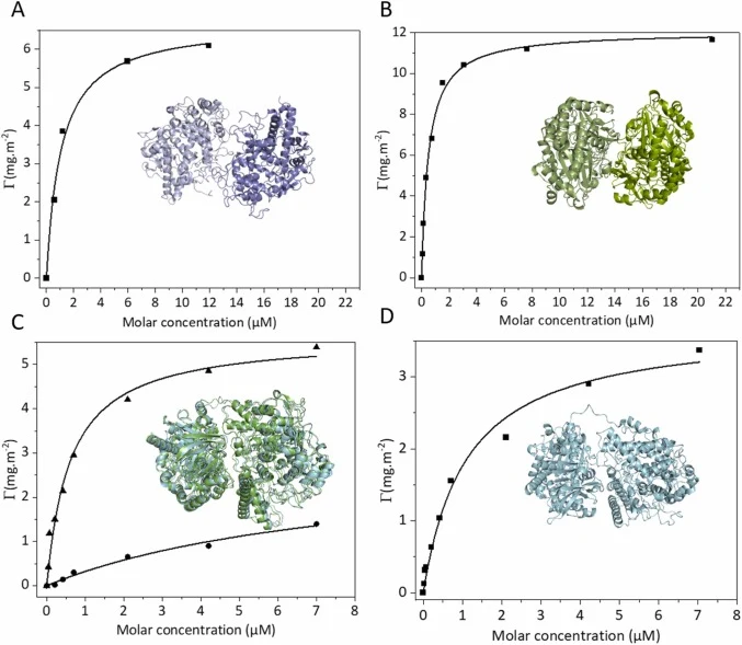 亲水性PDMS(PDMS-OH)在20 mM TRIS(pH 7.5)中的吸附等温线(Γ(c))及3D结构模型。A)rhMPO(1CXP);B)GOx(1GPE);C)(三角形)rhMPO-LEKREAEA-GOx*(预测结构,蓝色);(圆形)rhMPO-GOx*(预测结构,绿色);D)rhMPO-LEKREAEA-GOx*在亲水性O2 pla