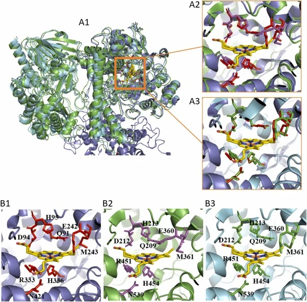 Structural superimposition of native rhMPO and AlphaFold3-predicted Chimera models visualized in Pymol. A1) Global superimposition of the X-ray diffraction structure of native rhMPO (1CXP) with AlphaFold3 predicted models of rhMPO-GOx (pTM = 0.74) and the linker-containing rhMPO-LEKREAEA-GOx (pTM =