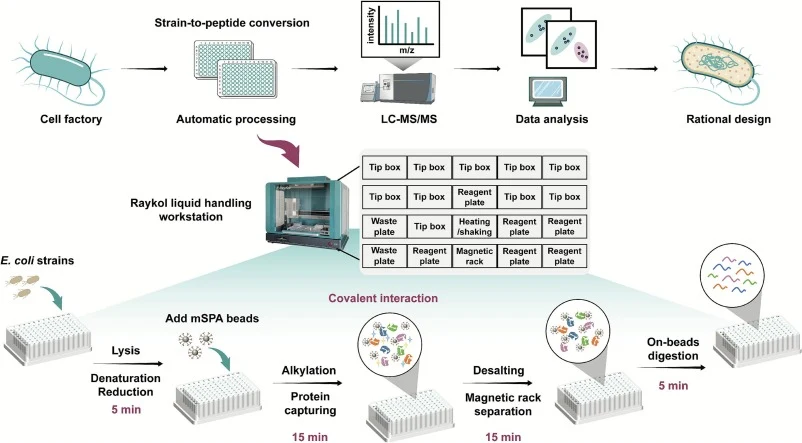 Schematic overview of a fully automated proteome analysis workflow toward cell factories. This approach integrates automated strain lysis, mSPA-based protein enrichment, contaminant removal, and rapid digestion through a liquid handling system, which is equipped with 96-well syringe pump. The autoSP