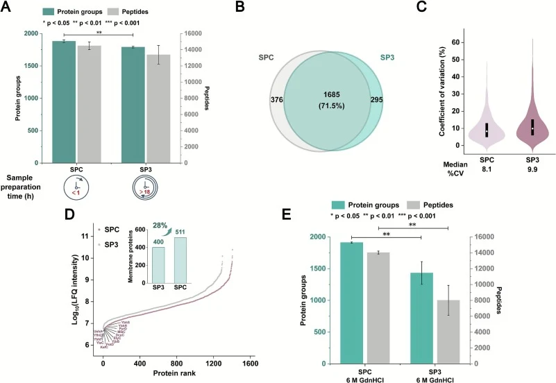 Performance of SPC strategy. (A) The number of identified protein groups and peptides using SPC and SP3 protocols (1 h vs. 18 h). The error bars correspond to a standard deviation from three biological replicates (n = 3, student’s t-test). (B) Venn diagram showing the overlap of identified proteins