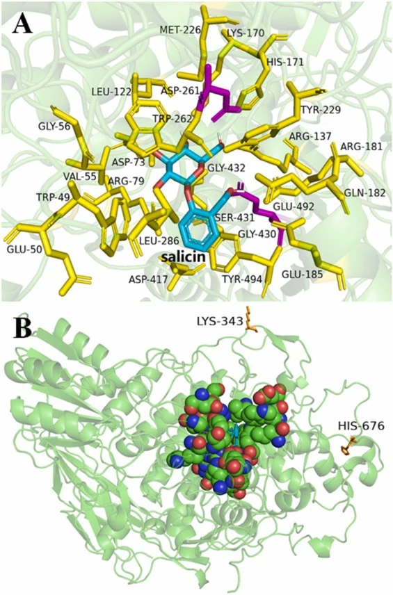 Molecular docking between 16BGL and salicin. A. Binding site of salicin in 16BGL. Catalytic residues, binding residues, and salicin are shown in magenta, yellow and cyan, respectively. B. Global view of 16BGL active site pocket. The sites 343 and 676 are shown in sticks. The active site ligand-bindi