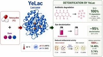 Mediator-assisted tetracycline transformation and dye decolo