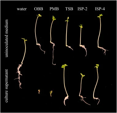 Radish assay to assess the phytotoxicity of the supernatant of the wild type Streptomyces niveiscabiei ST1015 cultures. Germinated seeds were inoculated with 200 μL of water or cell-free supernatant of cultures grown for 3 days in OBB, PMB, TSB, ISP-2, and ISP-4. The phenotype of a representative ra