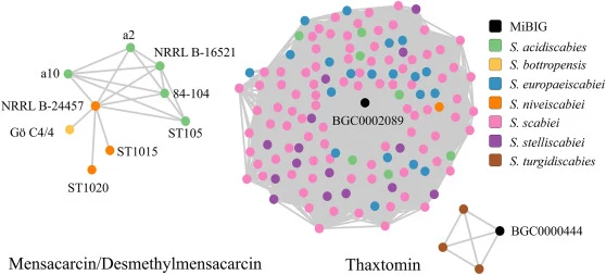 编码thaxtomin和mensacarcin/desmethylmensacarcin生物合成途径的生物合成基因簇(BGCs)在代表性链霉菌菌株中的分布。节点代表单个BGC,并按图例所示根据物种进行颜色编码。黑色节点对应