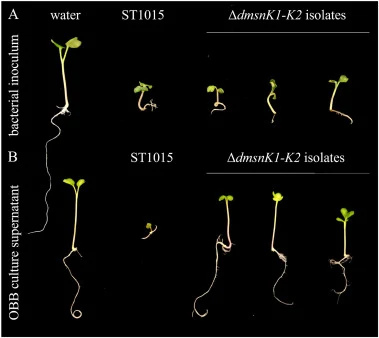 Radish assay to assess the phytotoxicity of the wild type Streptomyces niveiscabiei ST1015ΔdmsnK1-K2 mutant isolates. Germinated seeds were inoculated with 200 μL of either a washed bacterial suspension set to OD600 1.0 of the wild type ST1015 and three independently generated ST1015ΔdmsnK1-K2 isola