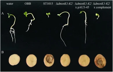 Radish assay (A) and potato tuber disk assay (B) to assess the phytotoxicity of the supernatant of cultures of the wild type Streptomyces niveiscabiei ST1015, three independently generated ST1015 ΔdmsnK1-K2 mutant isolates and their respective complemented strains ST1015 ΔdmsnK1-K2 x complement. Ger