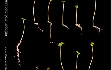 马铃薯疮痂病菌ST1015中脱甲基mensacarcin生物