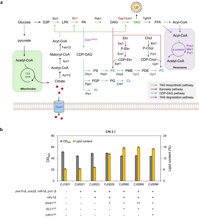 Improvement of lipid accumulation under nutrient-rich conditions. (a) Schemes of lipid biosynthesis pathways in Y. lipolytica. Colored arrows indicate TAG biosynthetic pathway (green), Kennedy pathway (red), CDP-DAG pathway (blue), and TAG degradation pathway (purple). Overexpressed and deleted (or