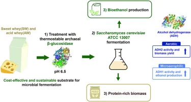 Optimized biomass and bioethanol production from dairy indus