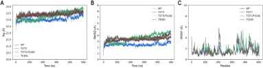 野生型CotA及其变体在80 °C下500 ns模拟过程中的MD模拟轨迹。(A) RMSD。(B) RMSF。(C) Rg。