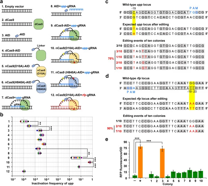 Programmable base editing by CRISPR/Cas9-AID in C. glutamicum. (a) Schematic representation of the complex forms of d/nCas9, gRNA, the target DNA, and AID examined in this study. (1) Empty vector control. (2) dCas9 alone. (3) AID alone. (4) dCas9-AID fusion. (5) nCas9(D10A)-AID fusion. (6) nCas9(H84