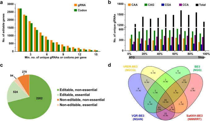 CRISPR/nCas9(D10A)-AID用于谷氨酸棒杆菌基因组基因失活的靶点。(a) 具有至少一个独特gRNA或可靶向密码子用于基因失活的可编辑基因数量。(b) CRISPR/nCas9(D10A)-AID用于基因失活的靶点相对位置。(c) 可编辑基因的统计…