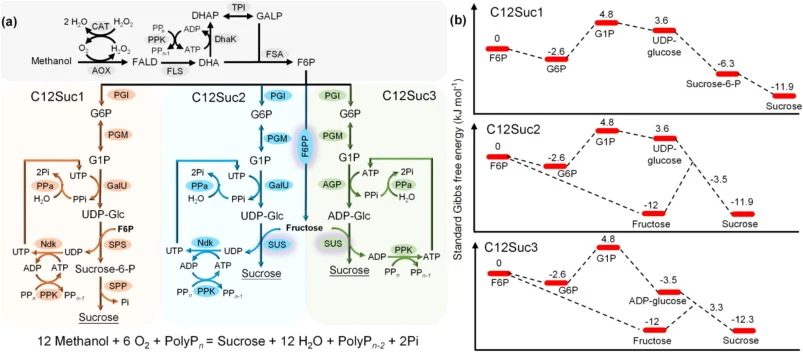 The synthetic pathway of ivBT-Sucrose. (a) The synthetic pathway for sucrose synthesis from C1. Three C12Suc modules were presented. FALD: formaldehyde; DHAP: dihydroxyacetone phosphate; GALP: glyceraldehyde-3-phosphate; G6P: glucose-6-phosphate; UDP-glc: UDP-glucose; ADP-glc: ATP-glucose; Sucrose-6