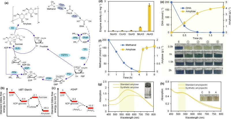 The demonstration of in vitro synthesis of starch. (a) The roadmap for starch synthesis of ivBT-Starch. (b) The standard Gibbs free energy change of each and the overall reaction from G1P to starch in ivBT-Starch was presented. (c) The standard Gibbs free energy change of each and the overall reacti