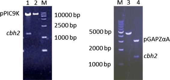 Agarose gel (1%) showing P. pastoris expression vectors containing Cel6A gene. Lane1: EcoRI and NotI digested clone (The upper: EcoRI and NotI digested pPIC9K, the lower: Cel6A gene); Lane 2: Full length of the pPIC9K-cbh2; lane 3: Full length of the pGAPZαA-cbh2; Lane 4: EcoRI and NotI digested clo