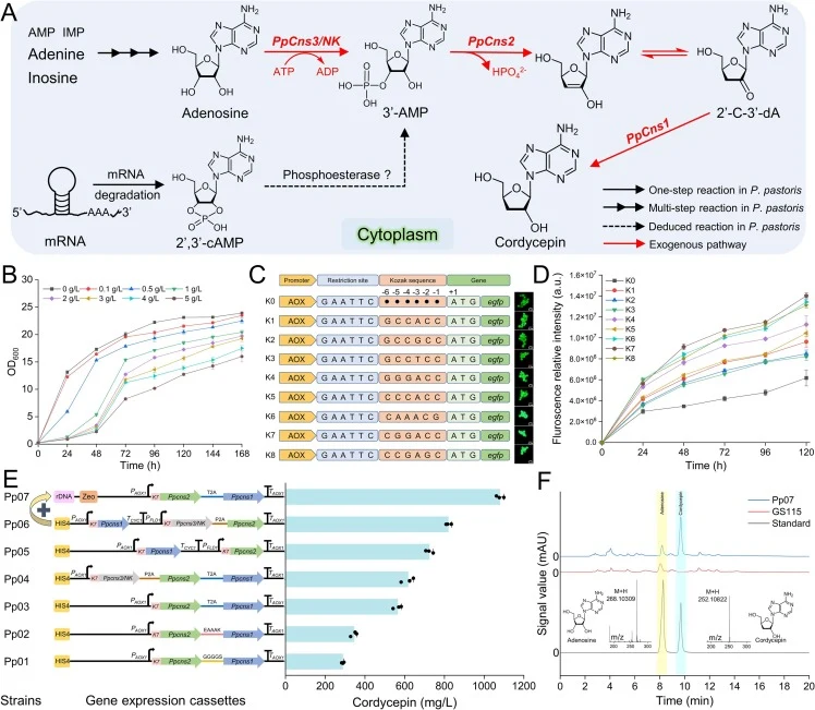 Construction of the cordycepin biosynthetic pathway in recombinant Pichia pastoris. (A) Schematic diagram of cordycepin synthesis in the cytoplasm of engineered P. pastoris. AMP, adenosine 5′-monophosphate; IMP, inosine 5′-phosphate; ATP, adenosine 5′-triphosphate; ADP, adenosine 5′-diphosphate; 3′-