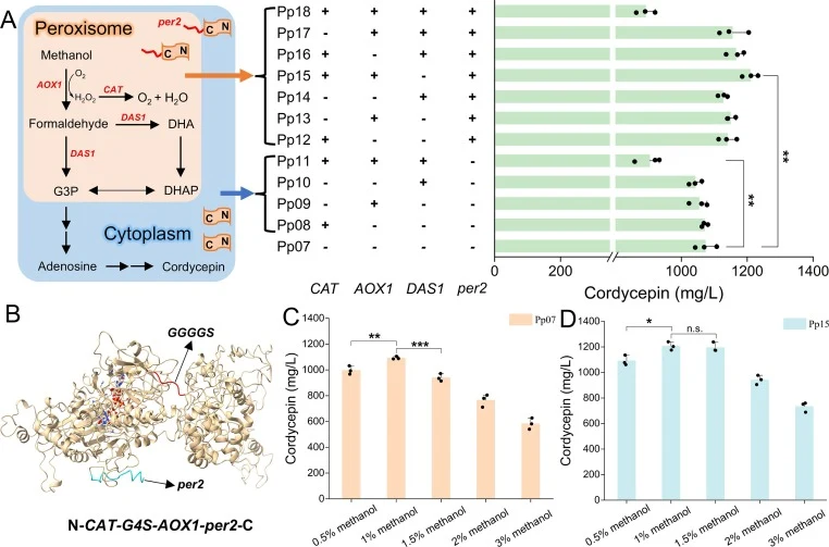 Enhancement of methanol assimilation and tolerance by peroxisome and enzyme fusion engineering. (A) Schematic diagram of enhanced methanol assimilation in peroxisome and changes in cordycepin production via enzyme fusion engineering. DHA, dihydroxyacetone; DHAP, Dihydroxyacetone phosphate; G3P, 3′-P