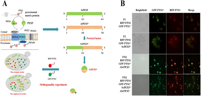 Development of an orthogonal transport system of peroxisome in S. cerevisiae. (A) Design of peroxisomal transporter protein ScPEX5* in S. cerevisiae. (B) The fluorescent protein localization. Fluorescence microscopy (10 × 100) of yeast strains F1 and F2. Fluorescence microscopy (10 × 40) of yeast st