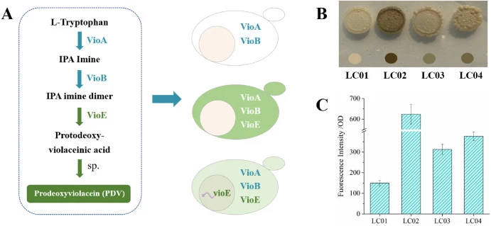 An PDV-linked assay for peroxisomal protein transport efficiency evaluation. (A) The green pigment PDV is produced from L-tryptophan as the result of three enzymatic steps and one spontaneous reaction. The precursors of PDV are colorless, thus the expression of vioA and vioB in the cytosol remains u