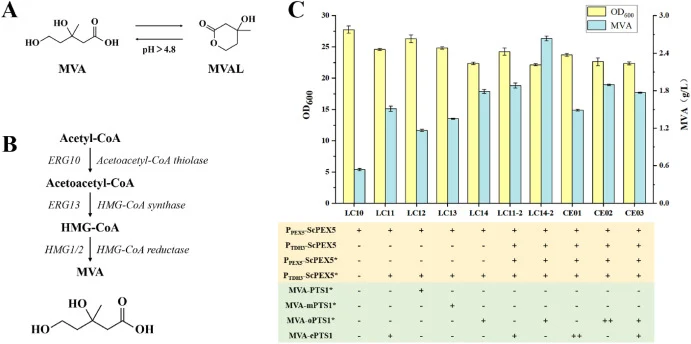 Peroxisomal synthesis of MVA in S. cerevisiae. (A) MVA is an important organic substance in biochemistry, but it is easy to lactate in acidic environment to form mevalonlactone (C6H10O3, MVAL) (Wegner et al., 2021). So, the production of MVA is expressed in terms of the production of MVAL. (B) The M