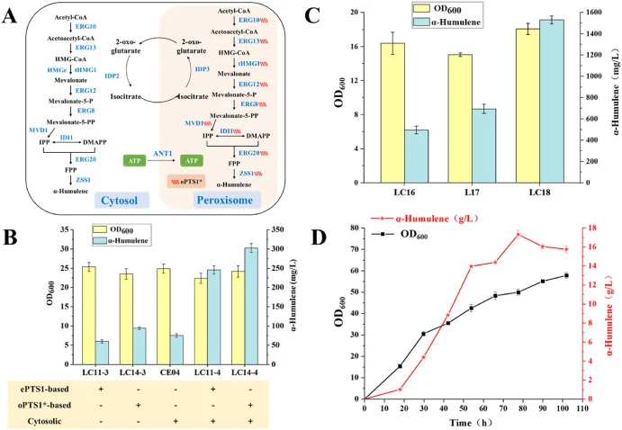 De novo production of α-humulene in yeast peroxisomes and cytoplasm. (A) Schematic diagram of peroxisomes and cytoplasmic engineering for improved α-humulene production. Abbreviations: tHMG1, truncated HMG-CoA reductase gene; HMG-CoA, 3-hydroxy-3-methylglutaryl-CoA; MVA, mevalonate; IPP, isopentenyl