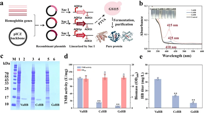 Construction and characterization of HB-expressing strains. (a) Schematic representation of the procedure for constructing the HB-expressing strains VaHB, CcHB, and GSHB. Following the cloning of the HB gene into the pPICZ vector, the construct was linearized with SacI and integrated using the post-