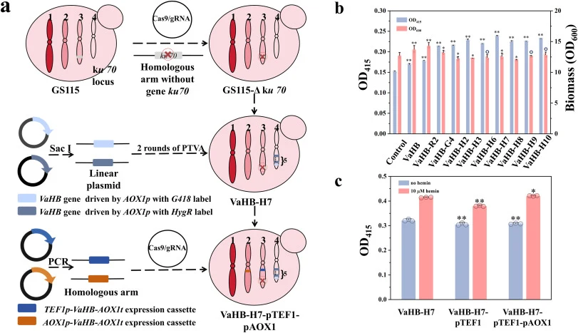 多拷贝整合的综合工程策略。(a) 首先,通过CRISPR/Cas9介导的ku70位点缺失生成GS115 Δku70宿主菌株。随后,对该菌株进行两轮转化后载体扩增(PTVA),接着进行