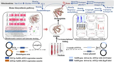 Biochemical characterization and optimized production of Vig