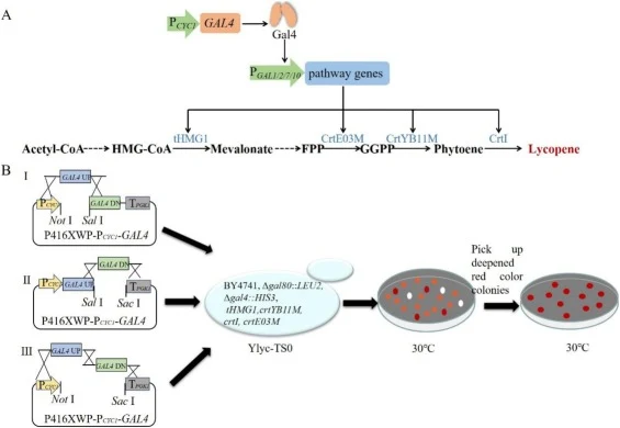 High-throughput screening strategy for Gal4 directed evolution. A. Construction of lycopene-indicated high-throughout screening system to report the activity of Gal4. B. Flowchart for directed evolution of Gal4. Error-prone PCR of N-terminal Gal4 (I), C-terminal Gal4 (II) or the full-length Gal4 (II