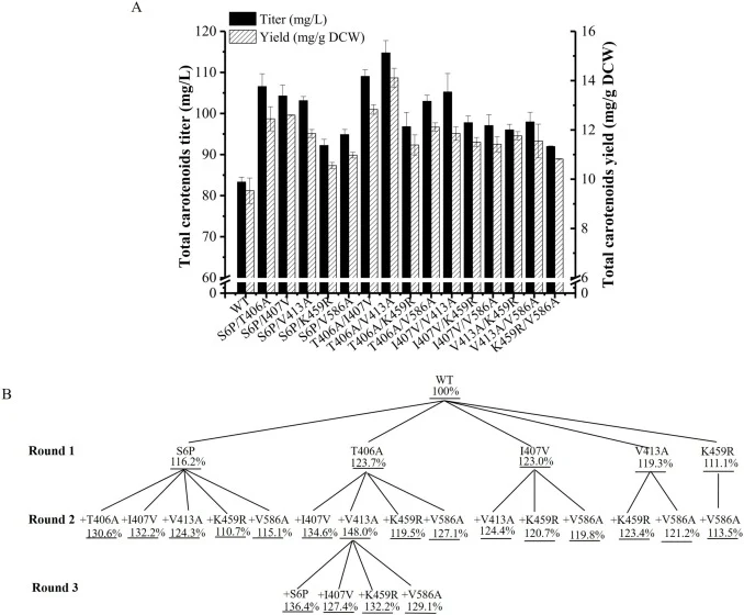 Activity evaluation of the Gal4 mutants generated by combinatorial mutagenesis. A. Lycopene production in Ylyc-TS0 expressing the wild-type Gal4 and double-site variants of Gal4. B. Diagram of the combinatorial mutagenesis strategy. Firstly, Gal4 variants carrying S6P, T406A, I407 V, V413A and K459R