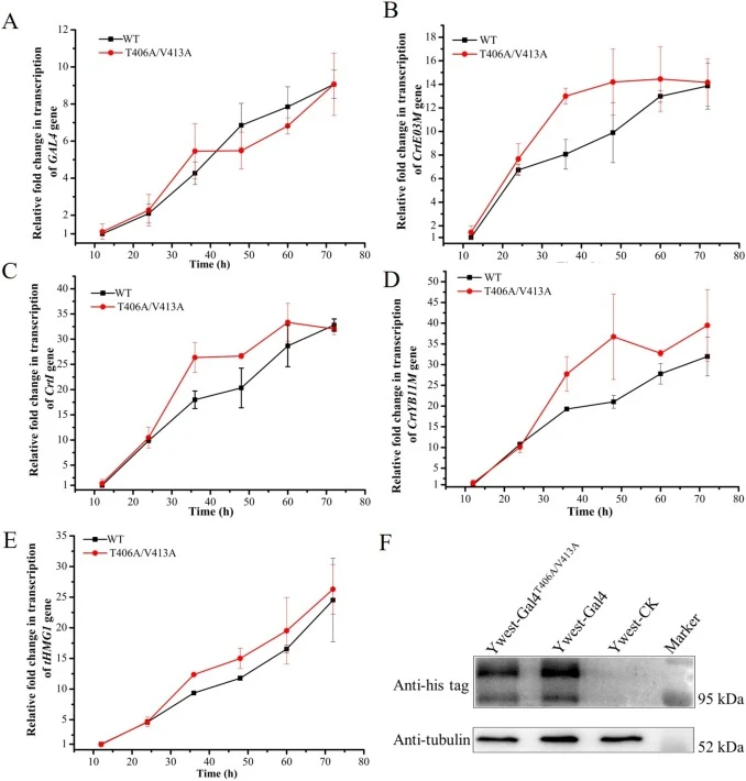 Transcription analysis of the lycopene biosynthetic pathway under control of Gal4T406A/V413A and Gal4. A. Transcriptional levels of GAL4 in Ylyc-01 and GAL4T406A/V413A in Ylyc-02 during shake-flask fermentation. B, C, D and E. Transcriptional levels of the P GAL -driven crtE03M (B), crtI (C), crtYB1
