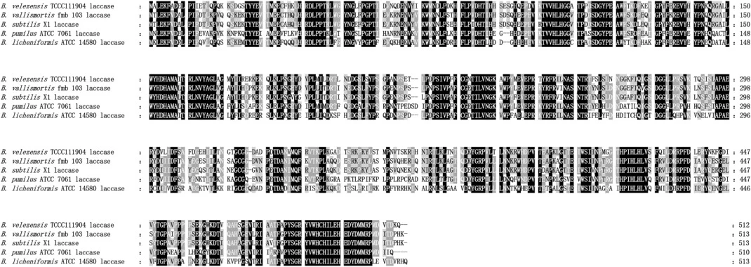Amino acid sequence alignment of rLac and other laccases from the Bacillus genus. The protein sequences of the other four laccases from B. vallismortis fmb 103, B. pumilus ATCC 7061, B. subtilis X1, and B. licheniformis ATCC 14580 were downloaded from the NCBI website. The alignment was performed us