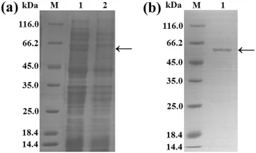 Expression and analysis of molecular weight of rLac by SDS-PAGE. (a) Lane M: protein marker; Lane 1: crude protein extracted from E. coli BL21/pET-lac; Lane 2: crude protein extracted from E. coli BL21/pET-22b (+). (b) Lane 1: purified rLac. The band of rLac is marked with black arrow.