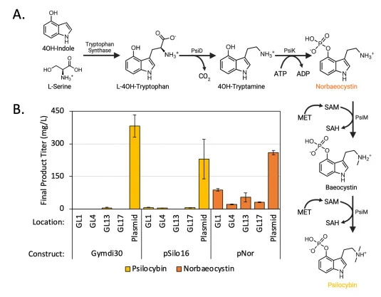 Psilocybin biosynthetic pathway and production results for genome integrated and plasmid-based psilocybin pathways. (A) Psilocybin biosynthesis pathway starting from 4-hydroxyindole. PsiD, tryptophan decarboxylase; PsiK, kinase; PsiM, N-methyltransferase; SAM, S-Adenosylmethionine; SAH, S-Adenosylho