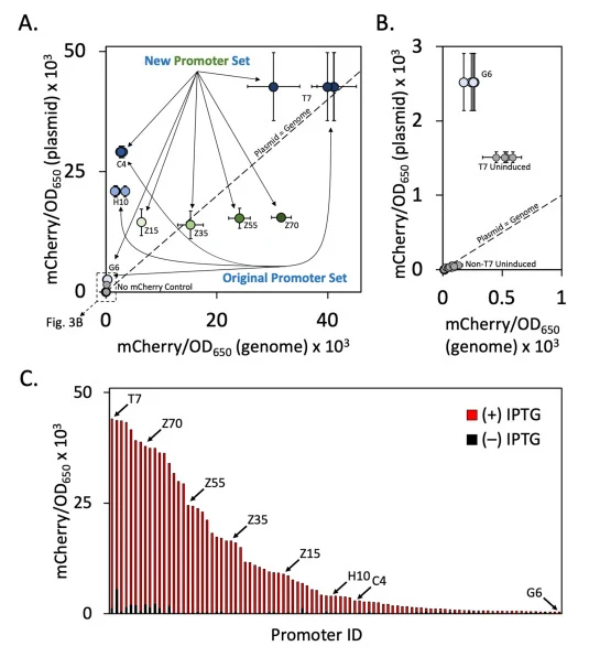 Comparison of functional promoter strength using a mCherry reporter system. Promoter strength was assessed by final end-point fluorescence (t ≅ 24 h) normalized by cell density (OD650). Absorbance at 650 nm, as opposed to the more standard 600 nm, was recorded to prevent interference from mCherry ex