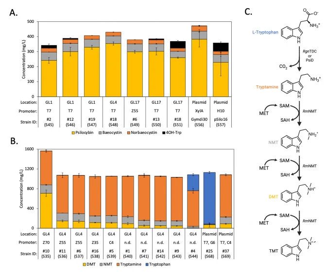 Batch evaluation of psilocybin and DMT production (with biosynthetic pathways expressed from plasmid and genome) and the metabolic pathway for DMT. (A) Lead integrated psilocybin biosynthesis strains show production equivalent to optimized plasmid strains with five of the six top strains containing