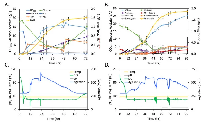 Psilocybin and DMT bioreactor scaleup results. (A) Metabolite concentrations, OD600, and glucose concentration for DMT scaleup, N = 2. (B) Metabolite concentrations, OD600, and glucose concentration for psilocybin scaleup, N = 3. (C) Representative process data showing reactor temperature, pH, disso