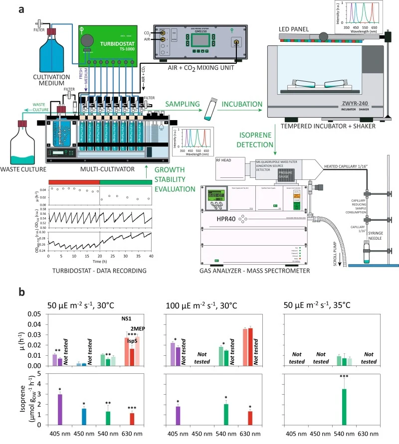 Cultivation setup and culture productivity. Panel a: The three tested strains were cultivated in the Multi-cultivator MC-1000-MIX in a turbidostat regime. Dilution of actively growing culture by fresh cultivation medium as well as quantitative evaluation of specific growth rates was based on the mea