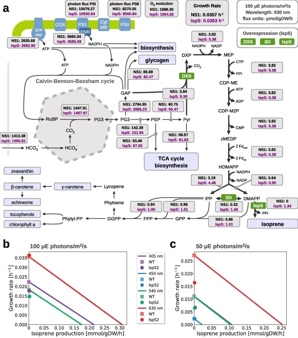 预测的100 µmol photons m−2 s−1红光(630 nm)下的代谢通量图(a)。通量预测通过最小化光子摄取速率获得,并基于NS1和IspS菌株测得的异戊二烯产生速率和生长