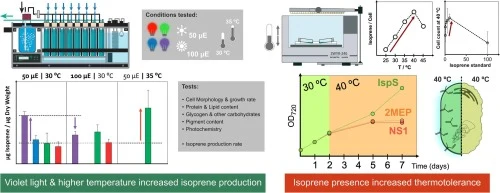 Characterizing isoprene production in cyanobacteria – Insigh