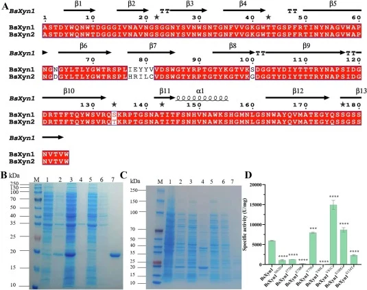 Comparative analysis of the GH11 xylanases BsXyn1 and BsXyn2. (A) Amino acid sequence alignments of BsXyn1 and BsXyn2, with secondary structure modeled based on BsXyn1. Alignment generated using ESPript 3.0 (https://espript.ibcp.fr/ESPript/). (B-C) SDS-PAGE analysis of BsXyn1 (B) and BsXyn2 (C) duri