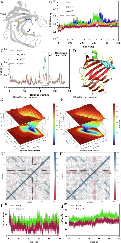 Molecular dynamics simulation analysis. (A) Schematic representation of the mutation sites in the 3D structure of xylanase BsXyn1. The highlighted residues indicated the three mutation sites (Y79I, V81C, S100G), while E78 and E172 were the catalytic glutamic acids responsible for proton exchange. (B