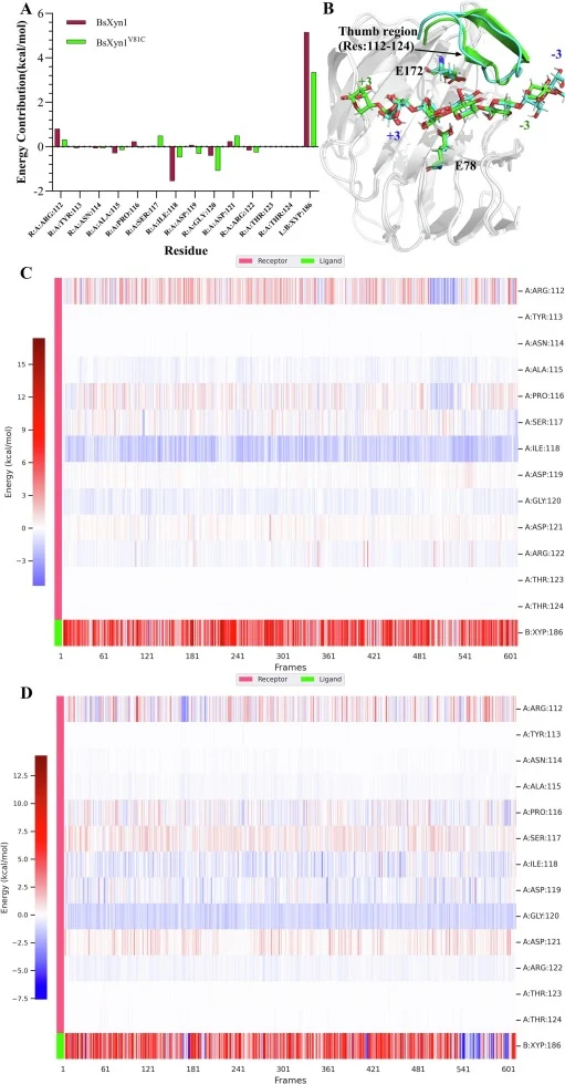 Per-residue energy decomposition analysis of BsXyn1 and BsXyn1V81C. (A) Bar chart of binding free energy contributions from thumb region residues in the BsXyn1 and BsXyn1V81C systems. The data were obtained using gmx_MMPBSA energy decomposition analysis. (B) 3D structural superimposition of the BsXy