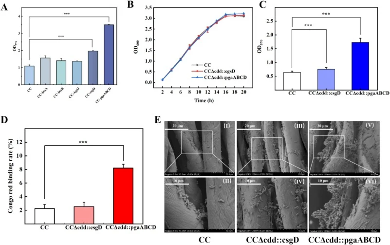 Construction and validation of a CRISPR–Cas9-based biofilm formation module in CC. (A) CV assay of overexpression strain biofilm. (B) Growth profiles of recombinant strains compared with the wild-type. (C) CV assay of genome-integrated strains. (D) CR staining of genome-integrated strains. (E) SEM i